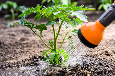 Watering seedling tomato plant in greenhouse garden with red watering can.の写真素材