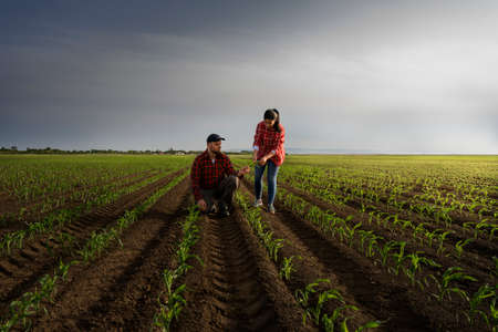 Young farmers examing planted young corn in springの写真素材