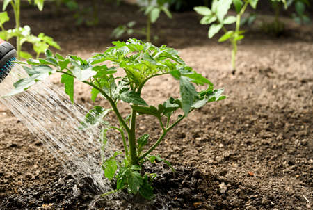 Watering seedling tomato plant in greenhouse garden with red watering can.の写真素材