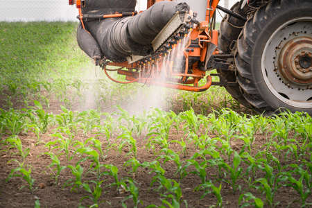 Tractor spraying pesticides on corn field  with sprayer at spring