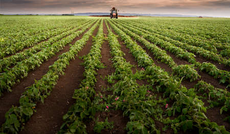 Tractor spraying pesticides on soy field  with sprayer at spring