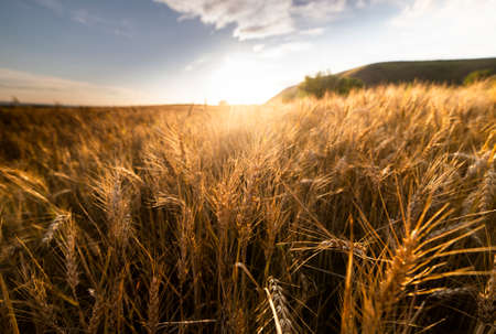 Open wheat field at sunset.Wheat field .