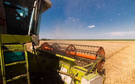A combine harvester working in a wheat field