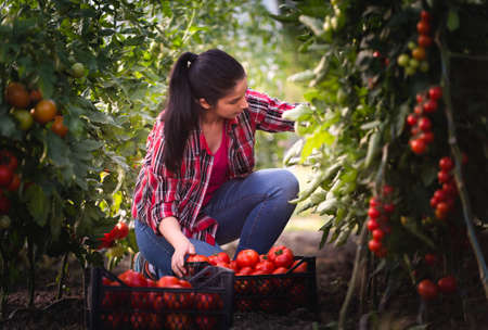 Young woman in a greenhouse picking some red tomatoesの写真素材