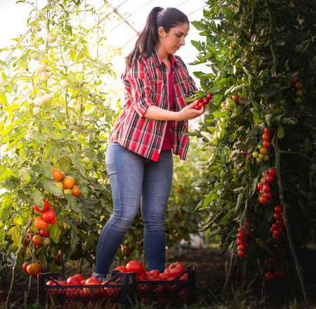 Young woman in a greenhouse picking some red tomatoes