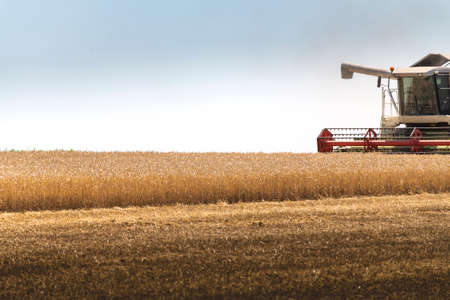 A combine harvester working in a wheat fieldの写真素材