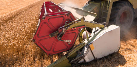 A combine harvester working in a wheat field