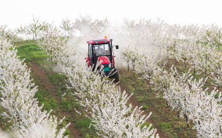 Tractor sprays cherry orchard in springtime.の写真素材