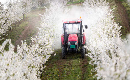 Tractor sprays cherry orchard in springtime.の写真素材