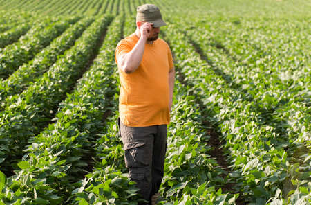 Farmer in soybean fields. Growth, outdoor.