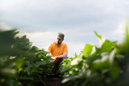 Farmer in soybean fields. Growth, outdoor.の写真素材