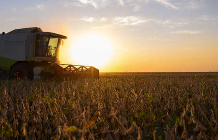 A combine harvesting soybeans at sunset