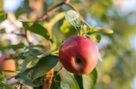 Close up of a red apple in a tree during autumnの写真素材