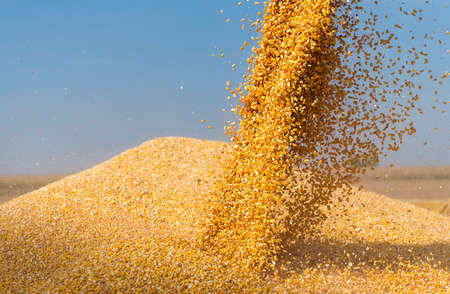 Combine harvester pours corn maize seeds.