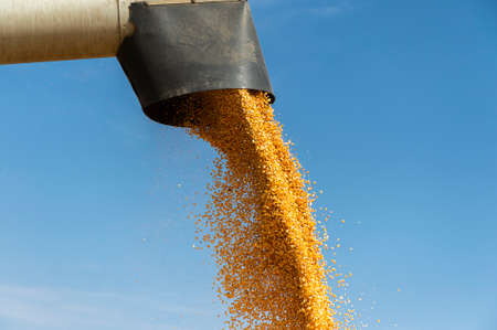 Combine harvester pours corn maize seeds.
