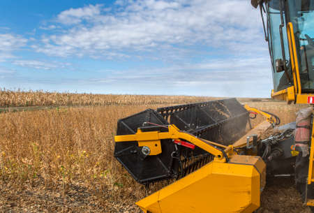 A combine harvester working in a wheat field