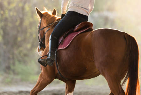 Young pretty girl riding a horse