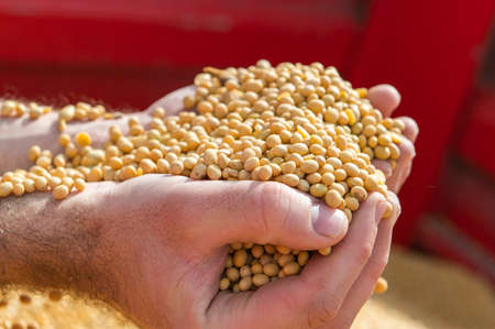 Soya bean seed in hands of farmer. Human, finger.の写真素材