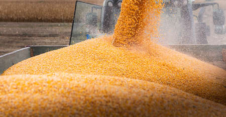 Grain auger of combine pouring corn into tractor trailer