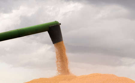 Grain auger of combine pouring corn into tractor trailerの写真素材