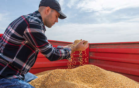 Hands of peasant holding soy beans after harvest