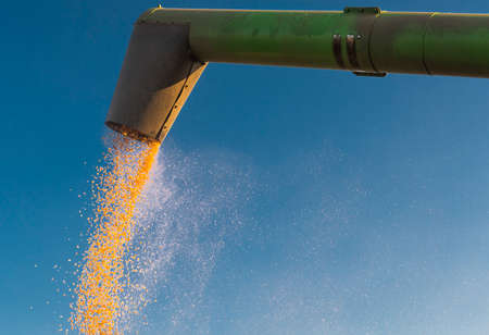 Grain auger of combine pouring corn into tractor trailer