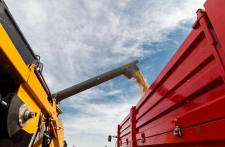 Grain auger of combine pouring corn into tractor trailerの写真素材