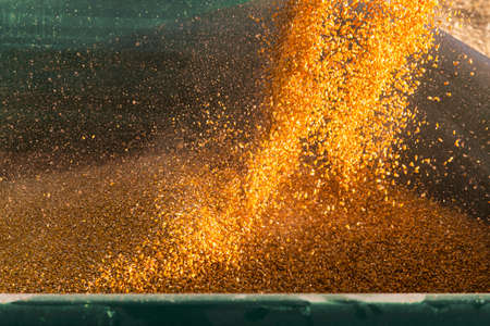 Grain auger of combine pouring corn into tractor trailerの写真素材