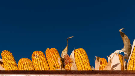 Heap of yellow and red corn crop after harvestの写真素材