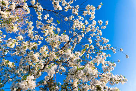Cherry blossom fruit orchard in springの写真素材