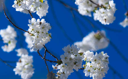 Cherry blossom fruit orchard in spring