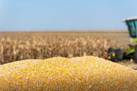 Combine Operator Harvesting Corn on the Field in Sunny Day.