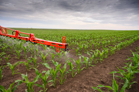 Tractor spraying pesticides on corn field  with sprayer at springの写真素材