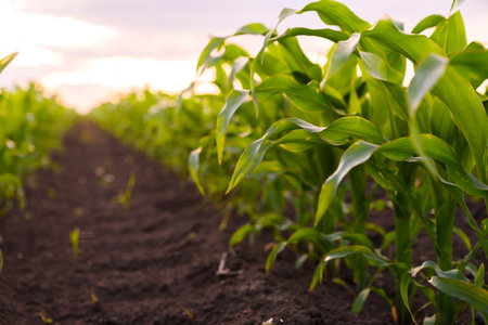 Open corn field at sunset.Corn field .の写真素材