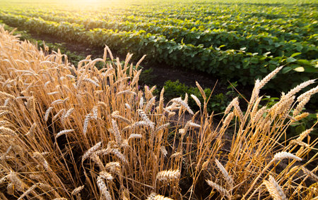 Open wheat field at sunset.Wheat field .