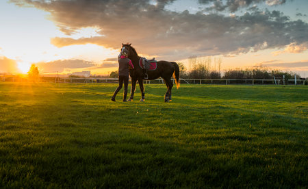 Silhouette of a young girl with horse at the sunset