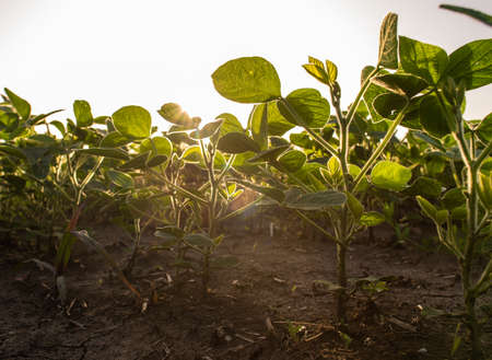 Open soybean field at sunset.Soybean field .の写真素材