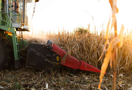 Combine harvester harvesting corn at twilight