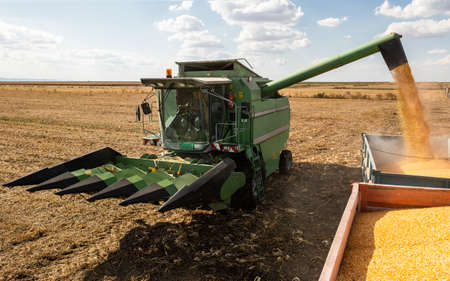 Combine Operator Harvesting Corn on the Field in Sunny Day.