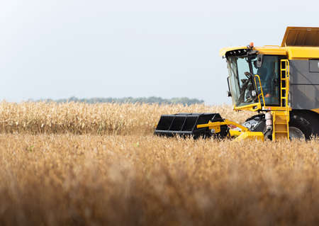 A combine harvester working in a wheat field