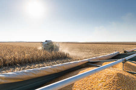 Combine Operator Harvesting Corn on the Field in Sunny Day.の写真素材