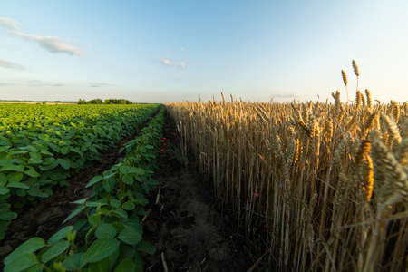 field of soybeans and wheat before sunsetの写真素材