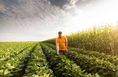 Farmer in soybean fields. Growth, outdoor.の写真素材