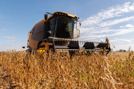 A combine harvester working in a wheat field