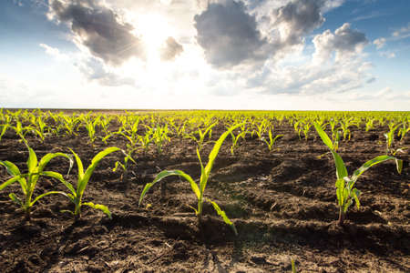 Open corn field at sunset.Corn field .の写真素材