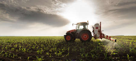 Tractor spraying pesticides on corn field  with sprayer at spring