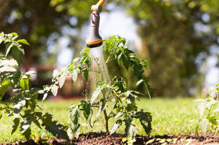 Watering seedling tomato plant in greenhouse garden with red watering can.の写真素材