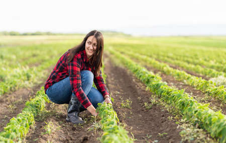 Female farmer or agronomist examining green soybean plants in field