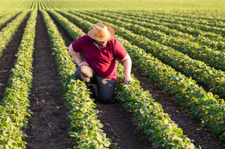 Farmer in soybean fields. Growth, outdoor.