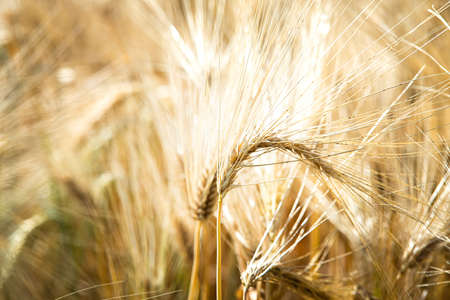 Beautiful nature background with close up of Ears of ripe wheat on Cereal fieldの写真素材